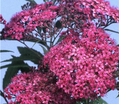 Spiraea japonica 'Anthony Waterer'