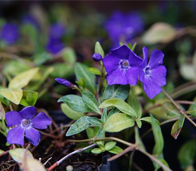 Vinca minor