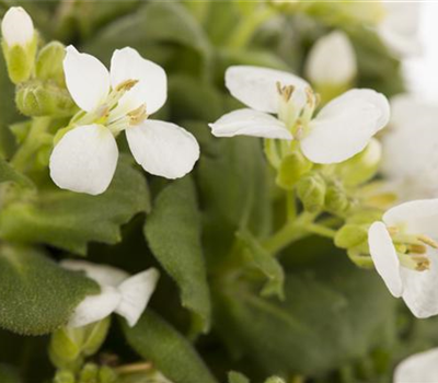 Arabis caucasica weiß