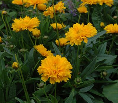 Coreopsis grandiflora 'Early Sunrise'