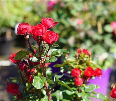 Rosa 'Zepeti'