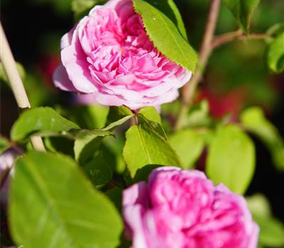 Rosa 'Madame Boll' STR