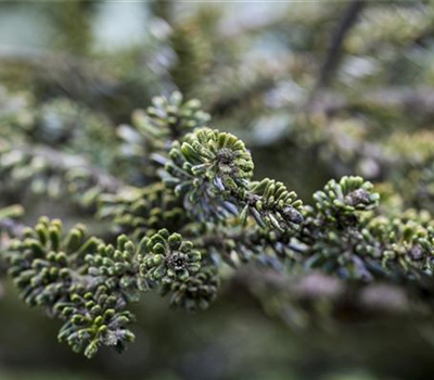 Abies koreana 'Kohouts Icebreaker' (S)