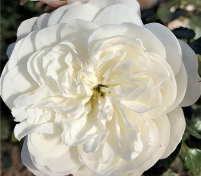 Rosa 'Kastelruther Spatzen' ® Doppelveredlung Rosa 'Kastelruther Spatzen' ® Doppelveredlung