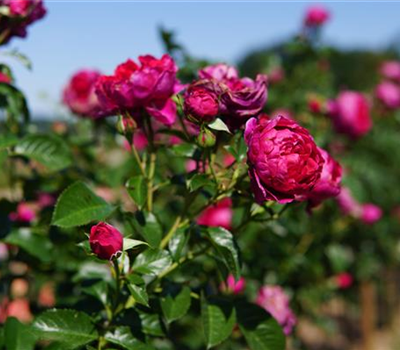 Rosa 'Soul' -R- STR