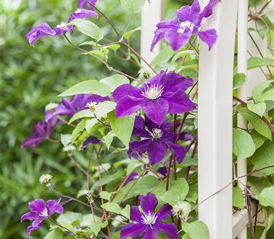 Clematis 'Warszawska Nike'