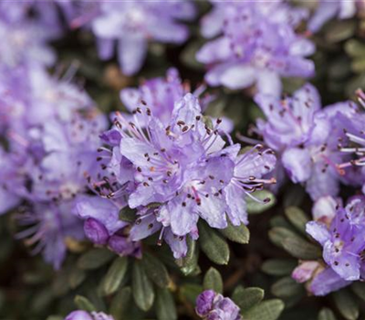 Rhododendron impeditum