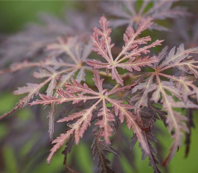 Acer palmatum 'Tamukeyama'