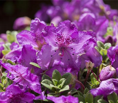 Rhododendron keleticum