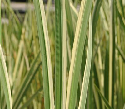 Acorus calamus Variegatus