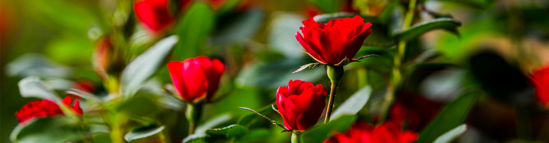 Gartenfachmarkt-132-web