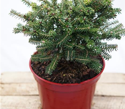 Abies koreana 'Alpin Star'