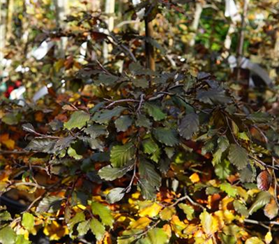 Fagus sylvatica 'Tortuosa Purpurea'