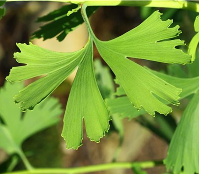 Ginkgo biloba 'Boleslaw Chrobry'