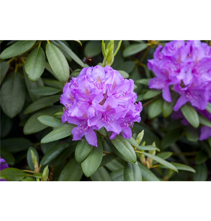 Rhododendron 'Blue Print'
