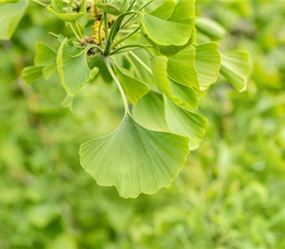 Ginkgo biloba 'Horizontalis'