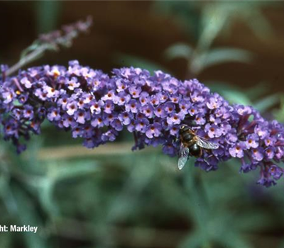 Buddleja 'Black Knight'