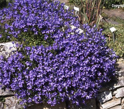 Campanula portenschlagiana 'Nice to See'