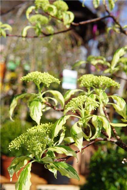 Cornus controversa 'Variegata'