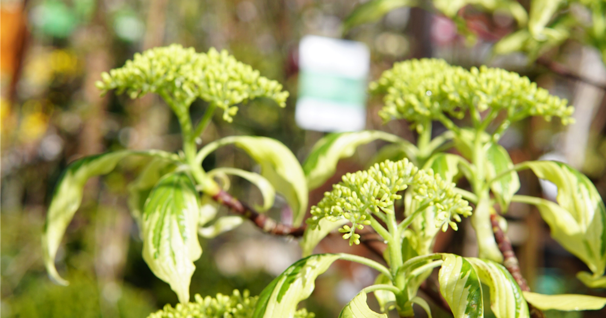 Cornus controversa 'Variegata'