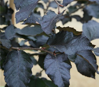 Fagus sylvatica purpurea