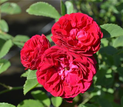 Rosa 'Bonfire' KL