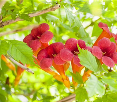 Campsis radicans 'Flamenco'
