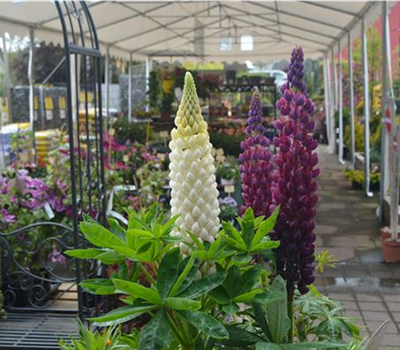 Lupinus polyphyllus, blau