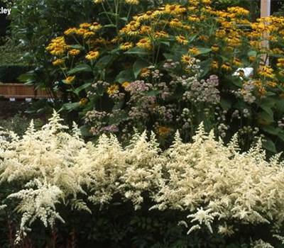 Astilbe japonica 'Deutschland'