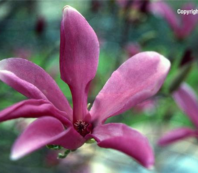 Magnolia liliiflora 'Susan'