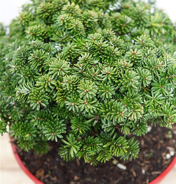 Växtia » Abies Koreana ’Brilliant