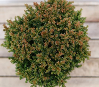 Cryptomeria japonica 'Vilmoriniana'