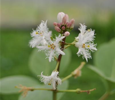 Menyanthes trifoliata