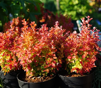 Berberis thunbergii 'Orange Rocket' -S-