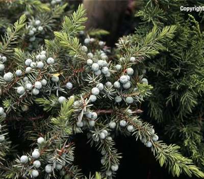 Juniperus conferta 'Slager'
