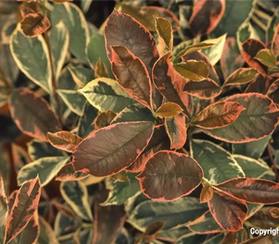 Photinia fraseri 'Pink Marble' -R-
