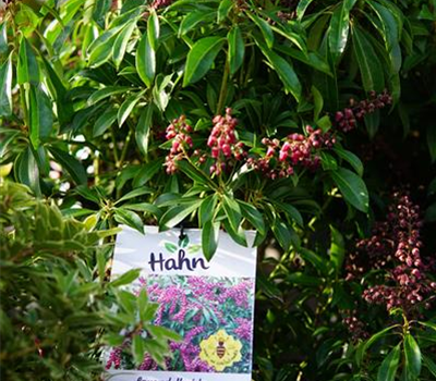 Pieris japonica 'Passion' -R-