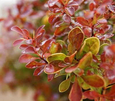 Berberis thunbergii 'Ruby Star'