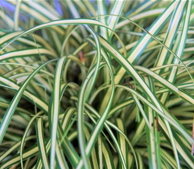 Carex hachijoensis 'Evergold'