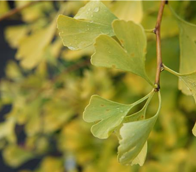 Ginkgo biloba 'Blagon'
