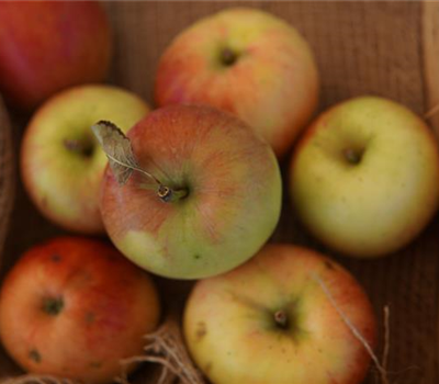 Malus 'Rebella' -S- CAC