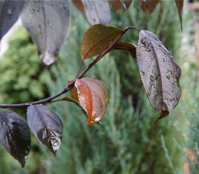 Malus 'Royalty'