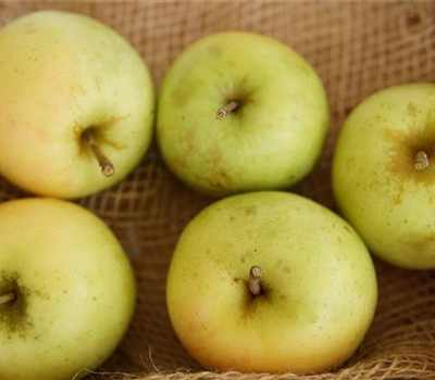 Malus 'Sirius' -S- CAC