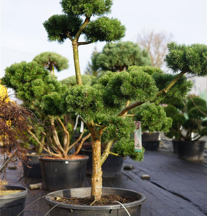 Pinus mugo 'March'