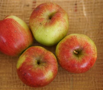 Malus 'Rewena' -S- CAC