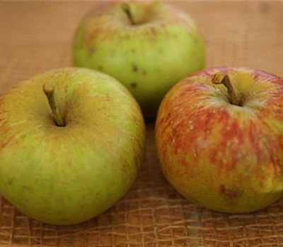 Malus 'Topaz' -S- CAC