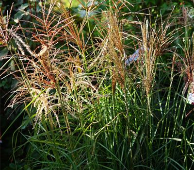 Miscanthus sinensis 'Ferner Osten'