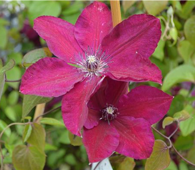 Clematis 'Westerplatte'