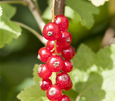 Ribes rubrum 'Jonkheer van Tets' CAC
