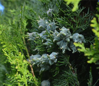 Thuja occidentalis 'Brabant'